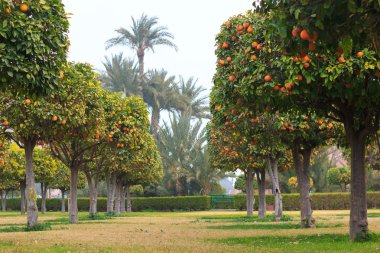 Portakal ağaçları ile Park