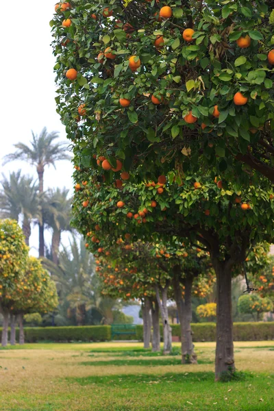 Parque con naranjos — Foto de Stock