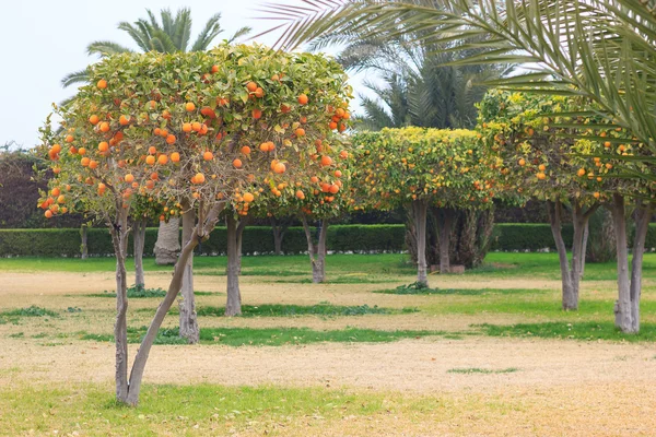 Parque con naranjos — Foto de Stock