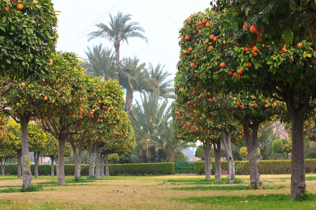 Park with orange trees