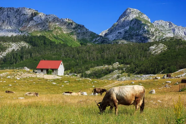 Campo em Montenegro — Fotografia de Stock