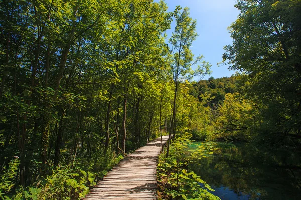 Houten loopbrug in het bos — Stockfoto