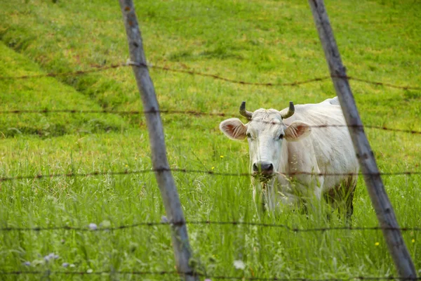Vaca detrás del alambre de púas — Foto de Stock
