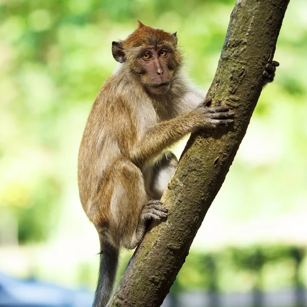 Macaco. — Fotografia de Stock