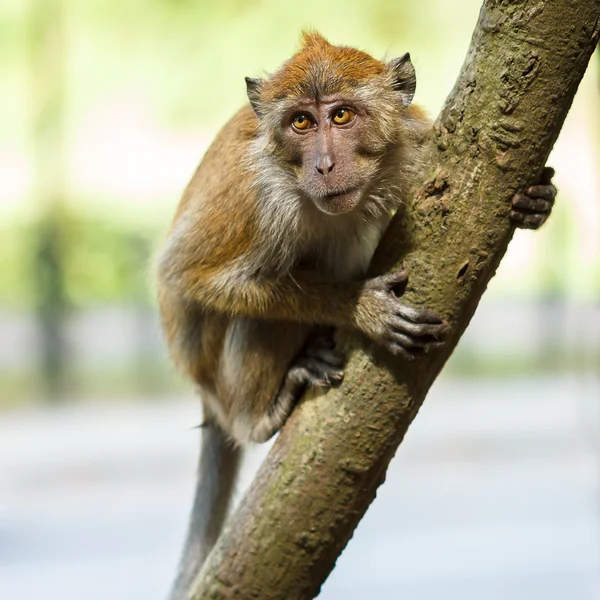 Macaco. — Fotografia de Stock