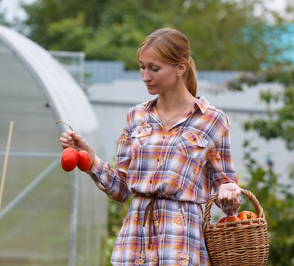 Mulher colhendo tomates — Fotografia de Stock