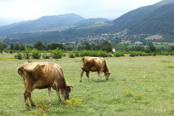 La vaca en un campo — Stok fotoğraf