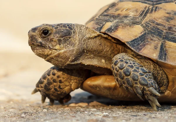 Turtle — Stock Photo, Image