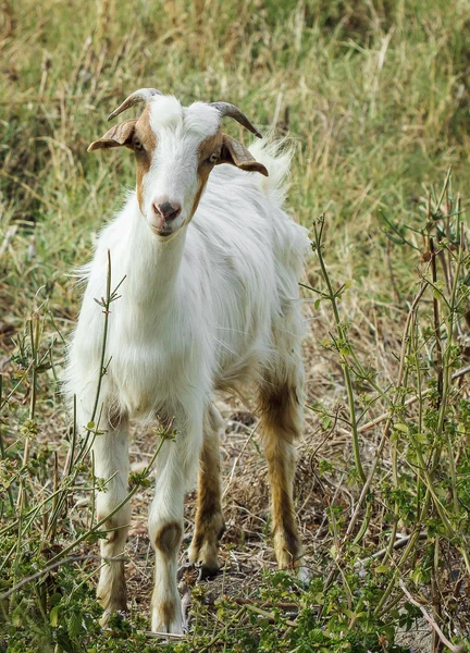 Caprino — Foto de Stock