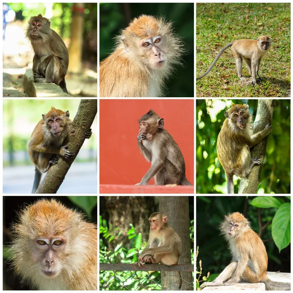 Macacos bonitos — Fotografia de Stock