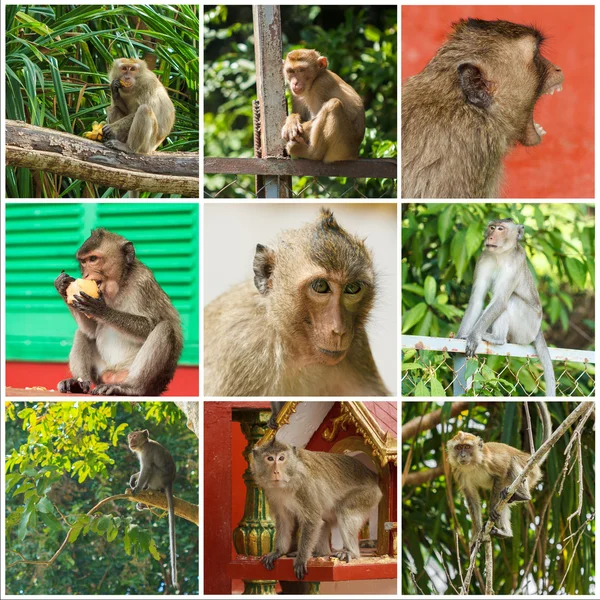 Macacos bonitos — Fotografia de Stock