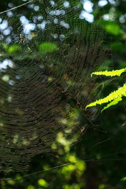 Nephila clavata örümcek