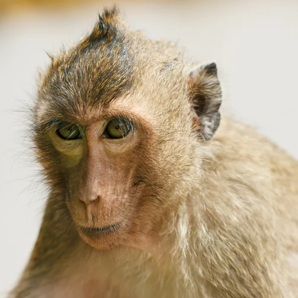 Macaco. — Fotografia de Stock