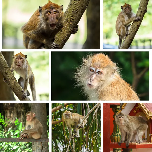 Macacos — Fotografia de Stock