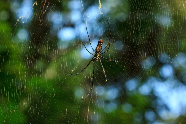 Nephila clavata spider