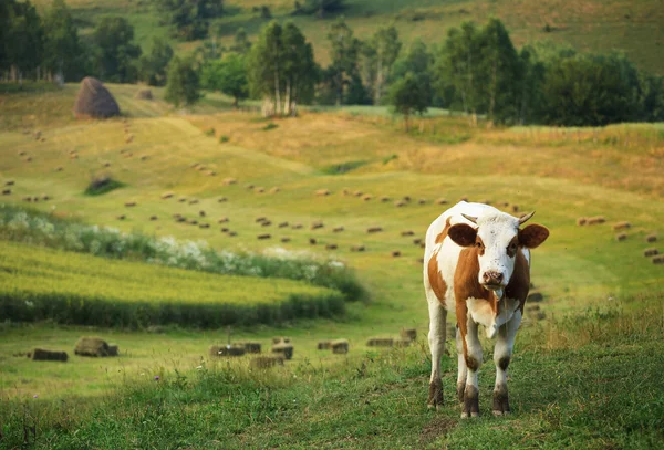 牧場の牛 — ストック写真