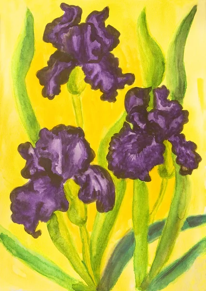 Três íris violetas, aquarela — Fotografia de Stock