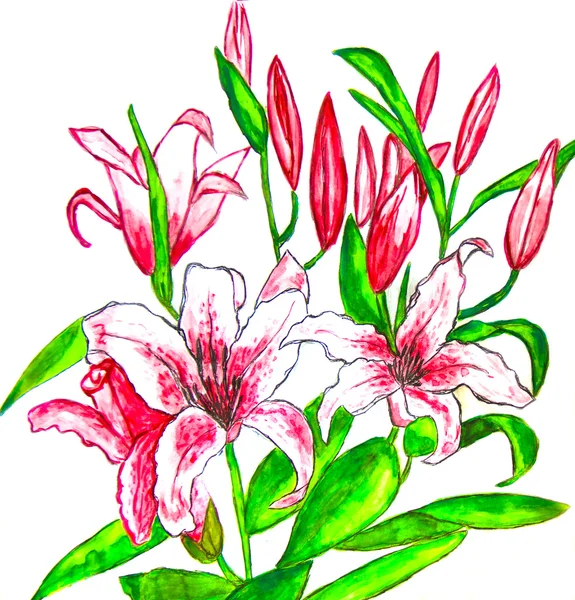 Pink lilies, painting — Stock Photo, Image