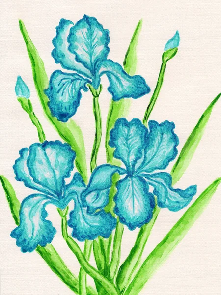 Tre blå Iris — Stockfoto