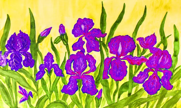 Blue-pink irises, painting — Stock Photo, Image