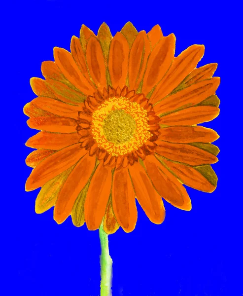 Red gerbera on yellow, watercolor — Stock Photo, Image