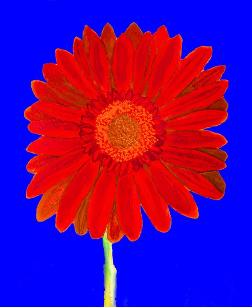 Red gerbera on yellow, watercolor — Stock Photo, Image