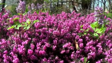 İlk bahar çiçekleri