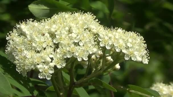 Bird cherry tree flower — Stock Video