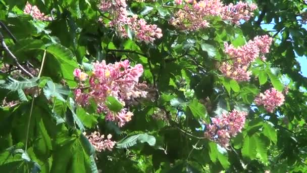 Roze kastanje boom bloemen — Stockvideo