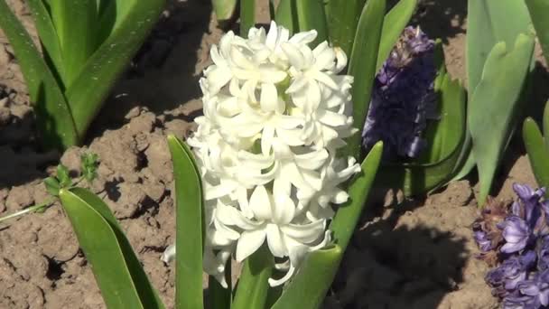 Vit hyacint i trädgården — Stockvideo