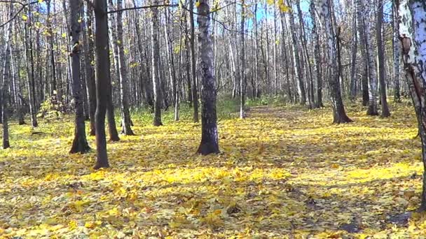 Sonbahar huş ağacı orman — Stok video