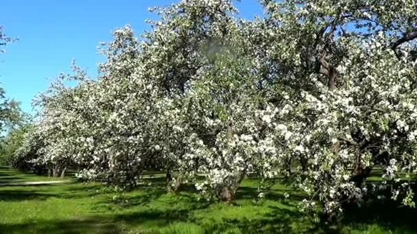 Apple garden in blossom — Stock Video