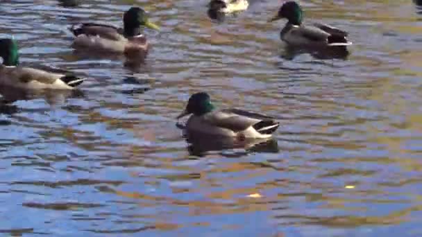 Patos selvagens no lago — Vídeo de Stock