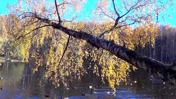 Paysage d'automne avec canards — Video