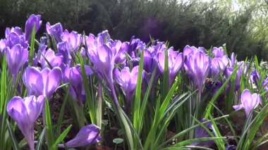 Mor çiğdemler flowerbed üzerinde