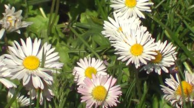 Beyaz küçük papatyalar