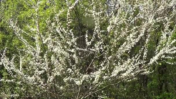 White cherry flowers — Stock Video