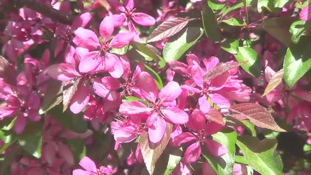 Flores de cerezo rosa — Vídeo de stock