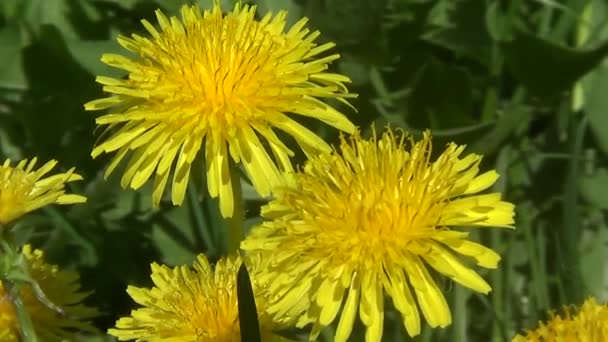 Gele paardebloemen in gras — Stockvideo