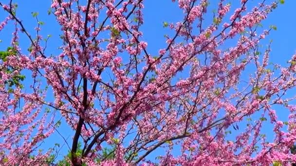 Flowers of Cercis tree — Stock Video