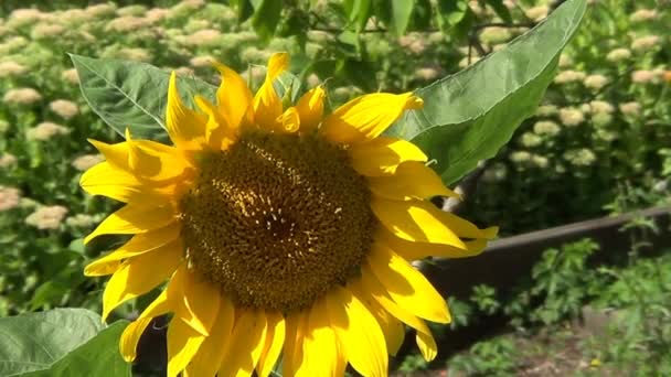 Un tournesol jaune 