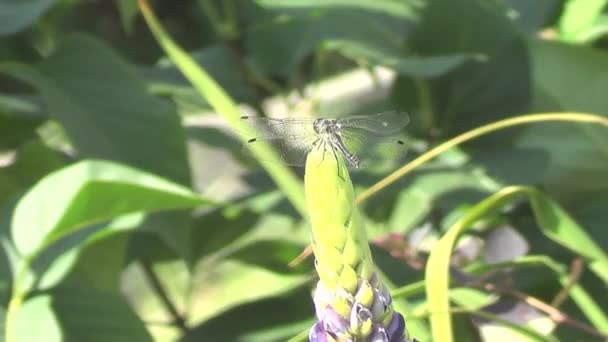 Dragonfly op klaver bloem — Stockvideo