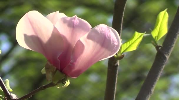 Fiore di magnolia rosa — Video Stock