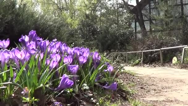 Roxo flores de croco — Vídeo de Stock