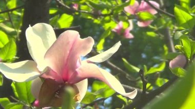 pembe Manolya çiçeği