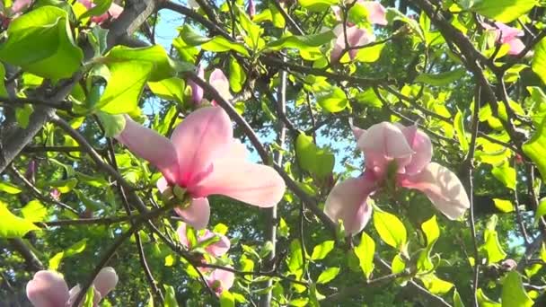 Några rosa magnolia blommor — Stockvideo