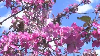 pembe kiraz çiçekleri