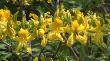 Sarı ormangülü çiçek