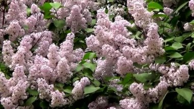 Mor Eflatun çiçekler