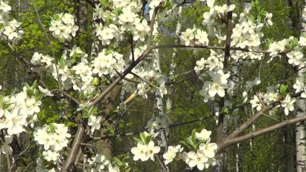 Белые цветы вишни — стоковое видео